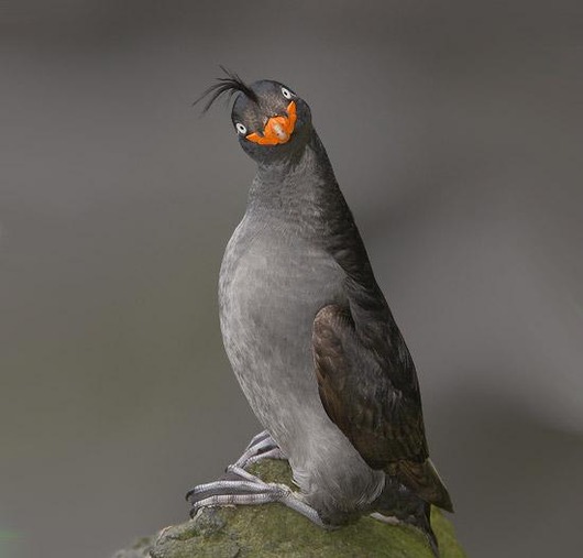 Crested_Auklet_15