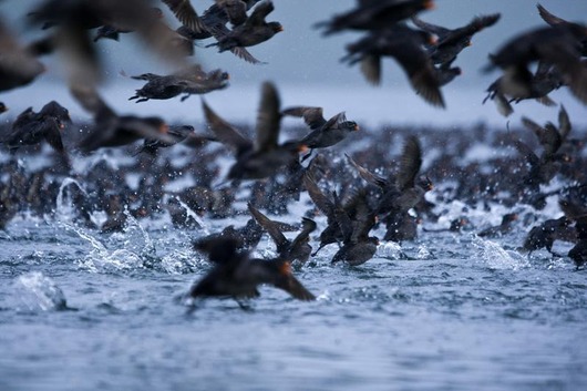Crested_Auklet_12