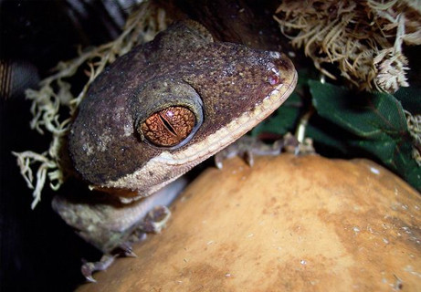 papua-new-guinea-new-species-wwf-giant-bent-toed-gecko_37037_big