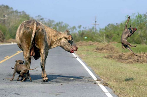 dogvscow2