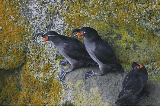 Crested_Auklet_8