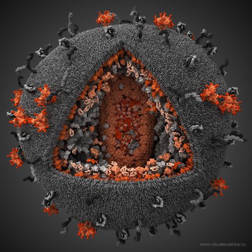 3d_model_hiv_01