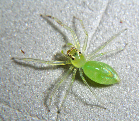 090325-02-new-green-spider_big