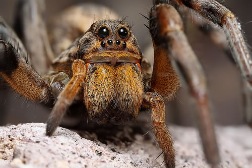 giant-spiders-could-be-a-result-of-global-warming