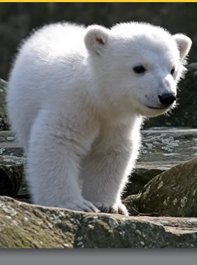 knut