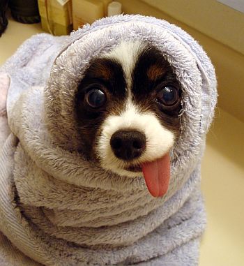 loopy-dog01