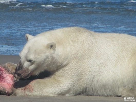 bears-16