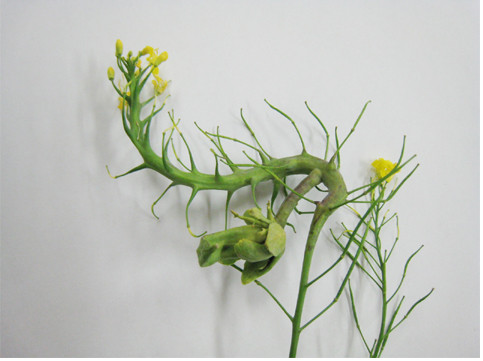 flower01