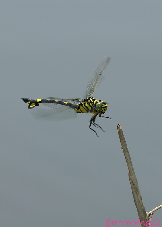 imc_1e0d42ae9d45a5c509fc95dbb00ea12c0df73a8d