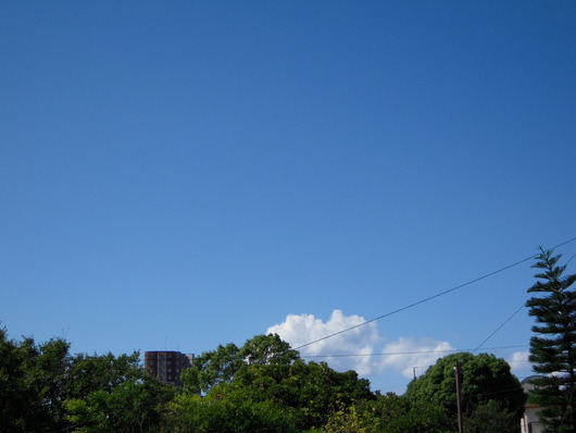 lib295534