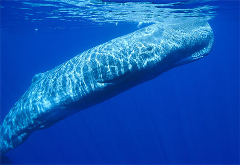 sperm-whale
