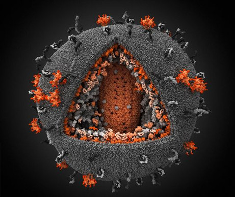 best-science-pictures-2010-scivis-hiv_32345_big