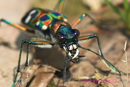 imc_a6f90d6a3bad1cf9f33a4512aea0c14e2def0fa6