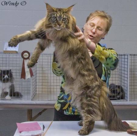 large-maine-coon-cat-1s