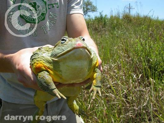 buck-rogers-albums-south-african-frogs-picture321-bull-frog