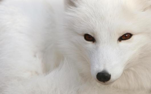 polar-fox_1920_x_1200