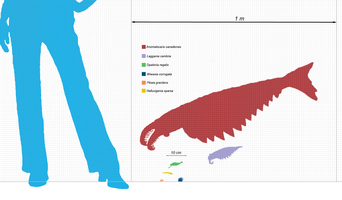 Burgess_scale