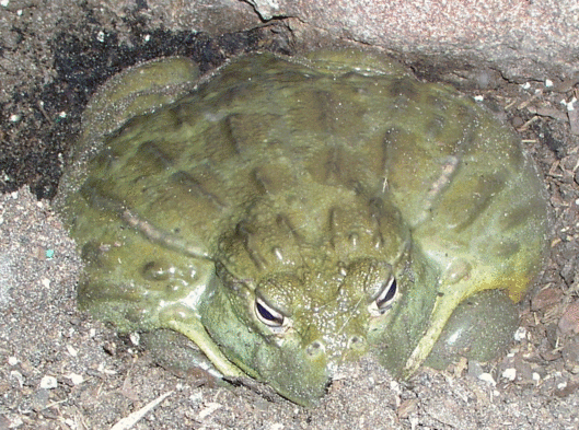 African-Bull-Frog,-Bubba