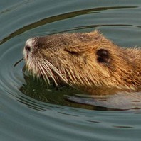 070210nutria-03