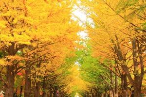 hokudai-ichounamiki-kouyou-photo-1