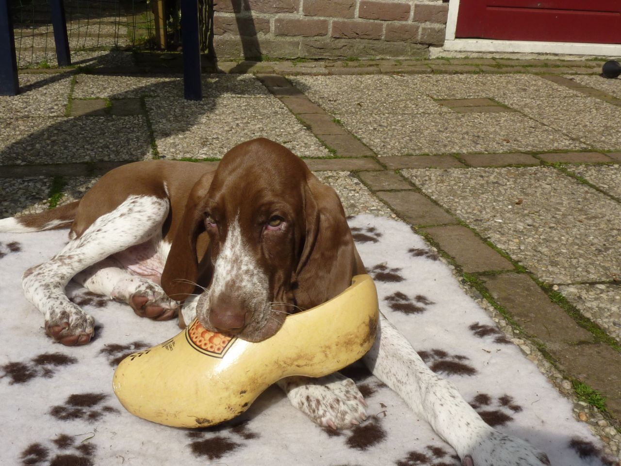 Resultado de imagen para German Shorthaired Pointer ç¬ é´ãåã