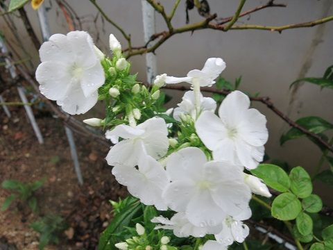 IMG_8127