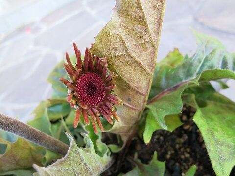 クリスマスローズ ガーベラなど ミセスケイの薔薇コラム