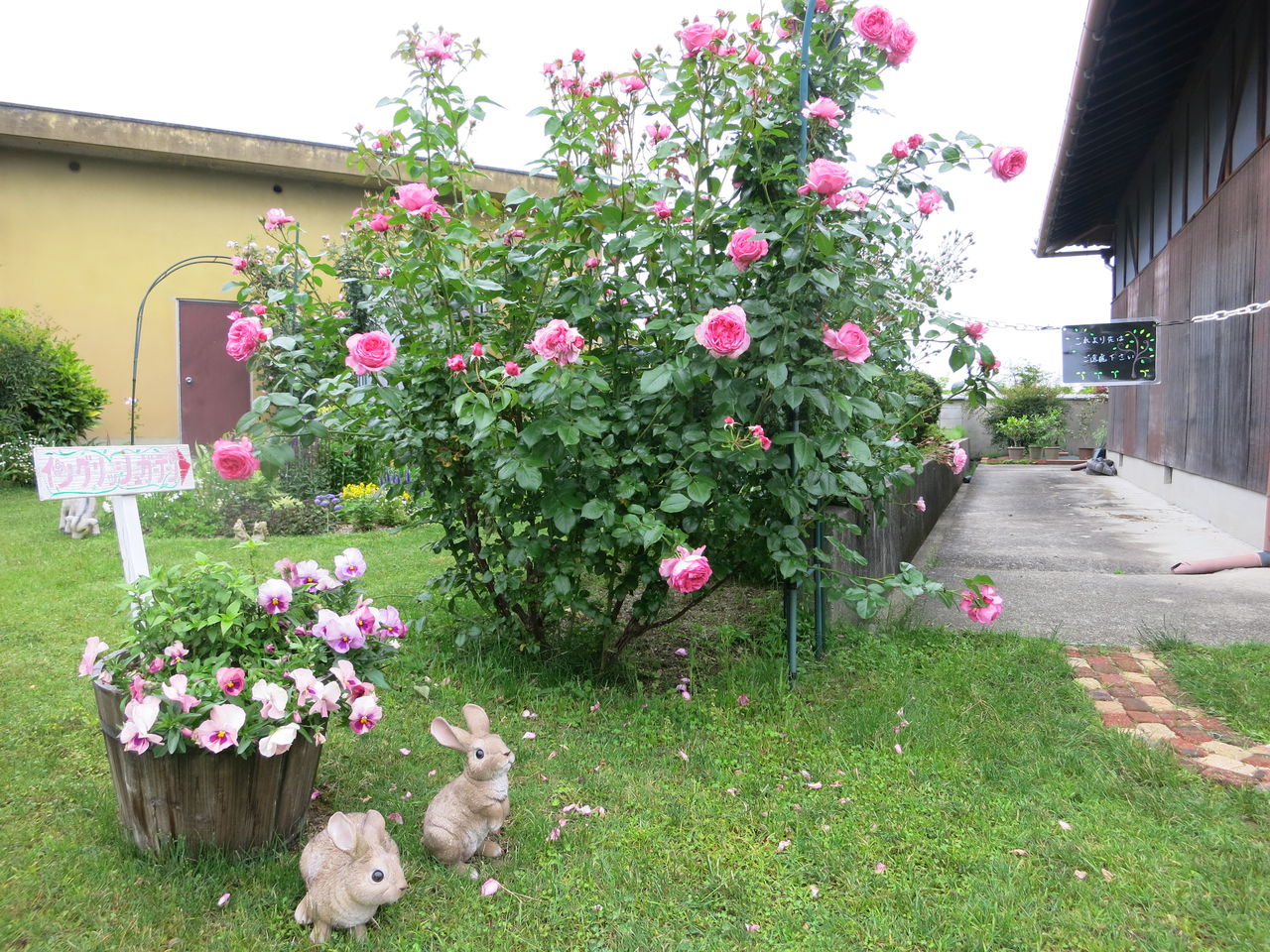 新しく植えたバラとモリナールとホーム ガーデン ミセスケイの薔薇コラム