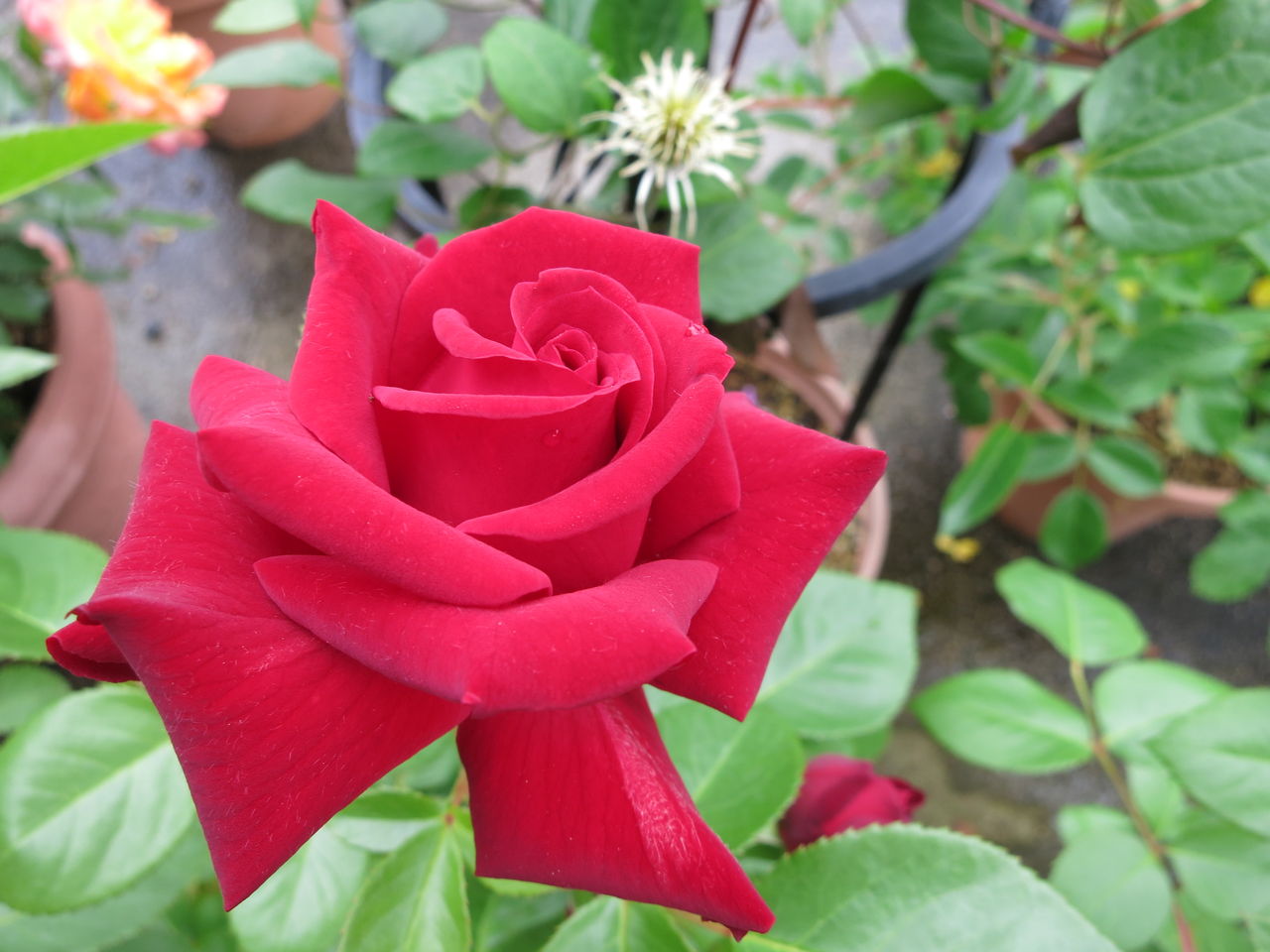 ニコロの赤が美しい ミセスケイの薔薇コラム