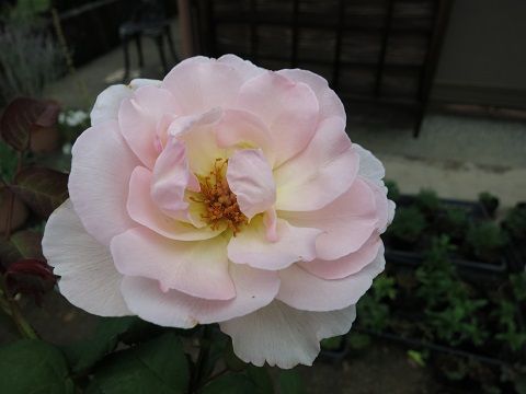 IMG_8568