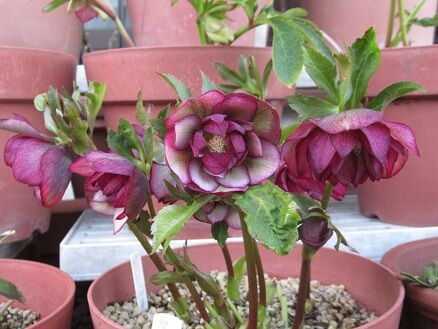 クリスマスローズグリーンピンクなど : ミセスケイの薔薇コラム