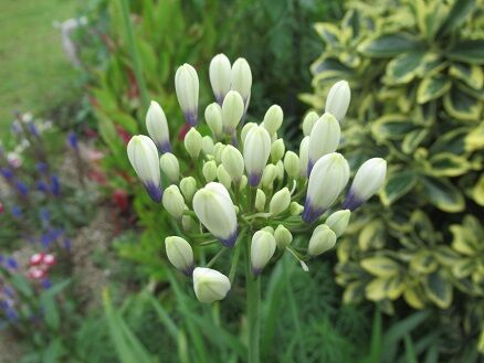 スイレンボク アガパンサスなど ミセスケイの薔薇コラム スイレンボク アガパンサスなど ミセスケイの薔薇コラム