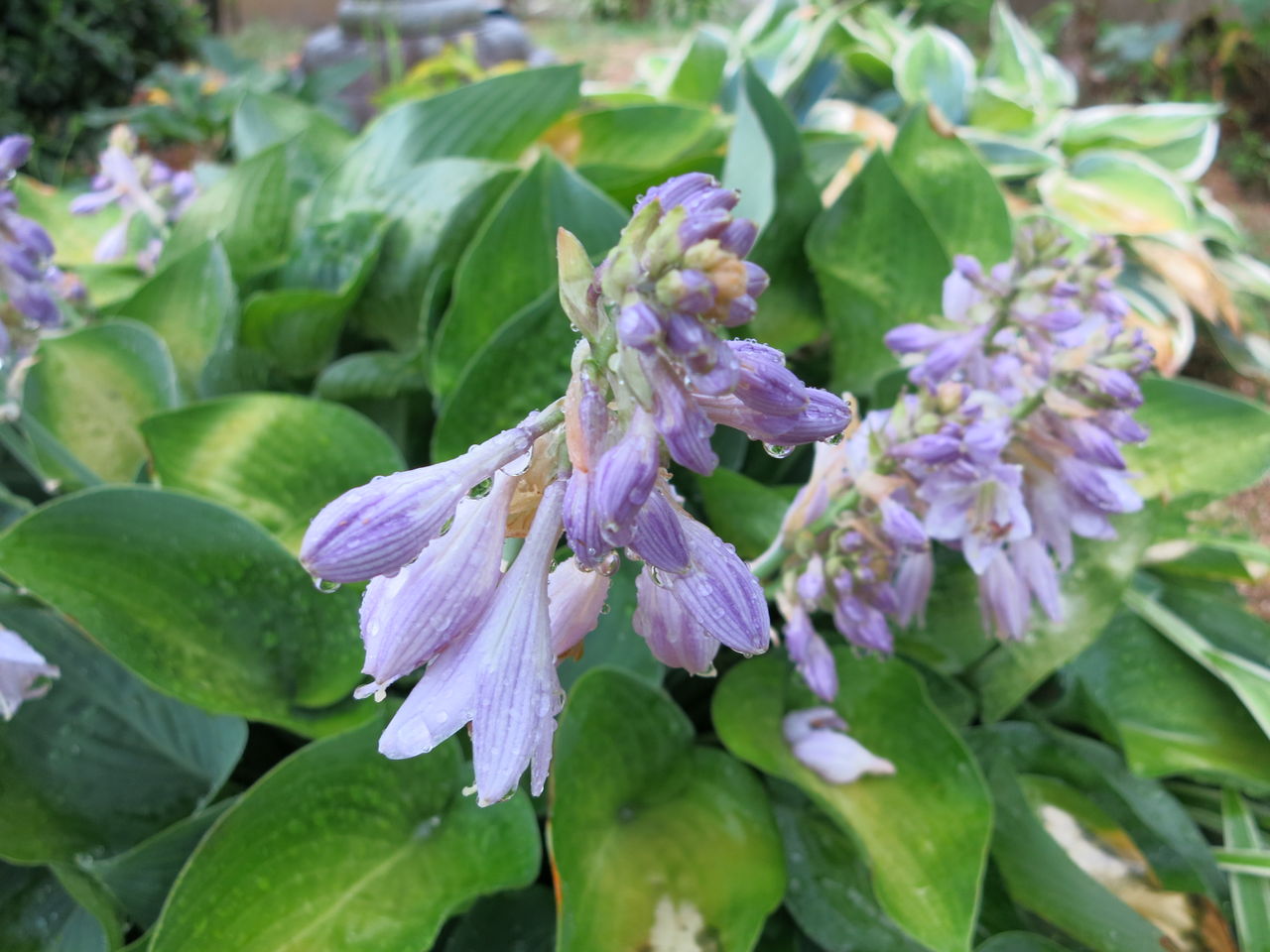 ギボウシの花とマリンブルー ミセスケイの薔薇コラム