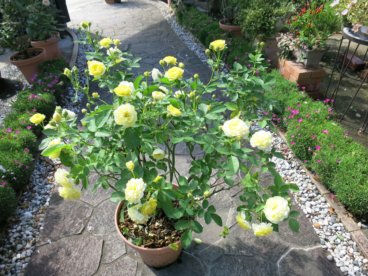 花いっぱいのゴールデンボーダー プリンセスドゥモナコ ミセスケイの薔薇コラム