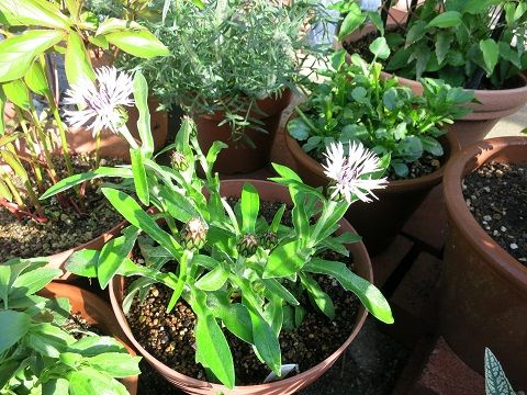 セントーレアモンタナパープルハート ミセスケイの薔薇コラム セントーレアモンタナパープルハート ミセスケイの薔薇コラム