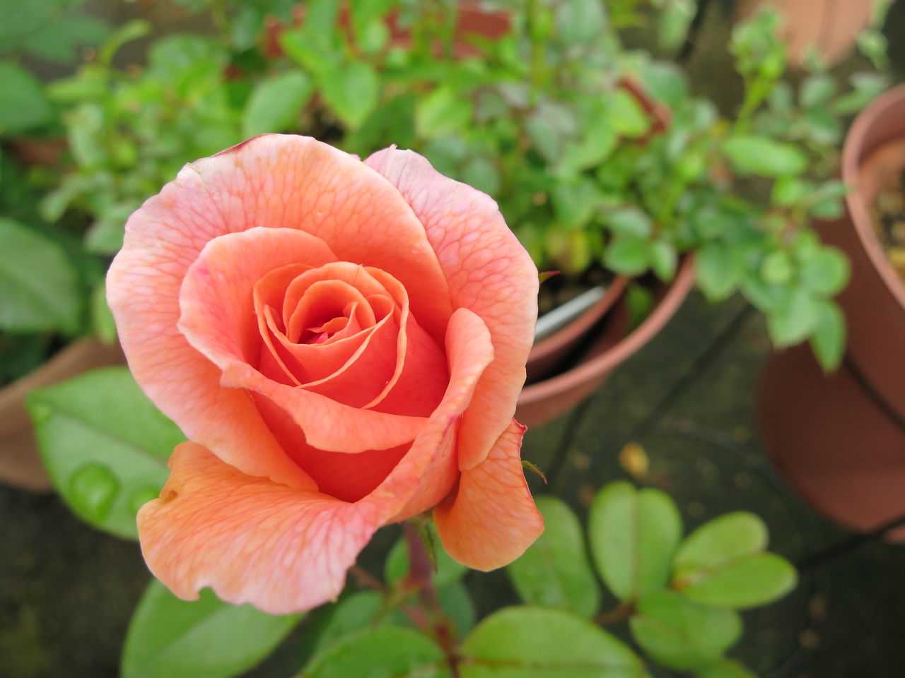 今日のバラはローズマリーにアンリに夕霧 ミセスケイの薔薇コラム