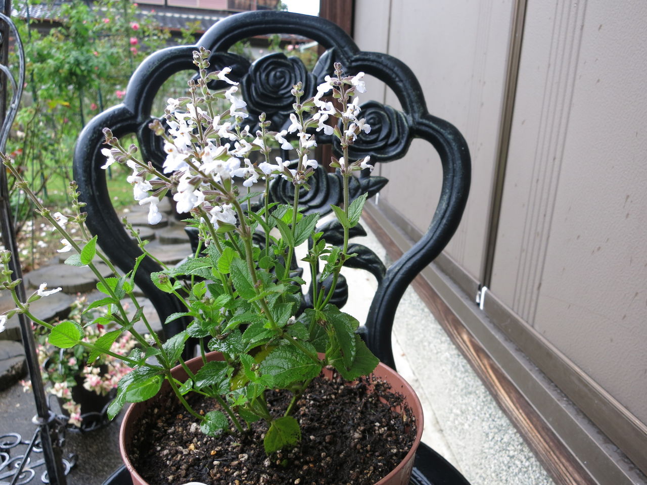 見切り品の花 また買ってしまった ミセスケイの薔薇コラム