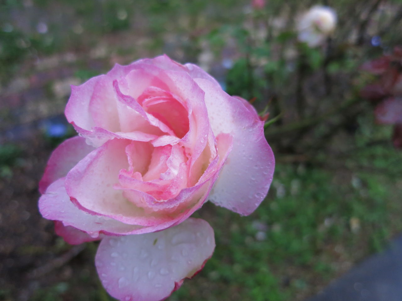 薄いガラス細工のようなニコール ミセスケイの薔薇コラム