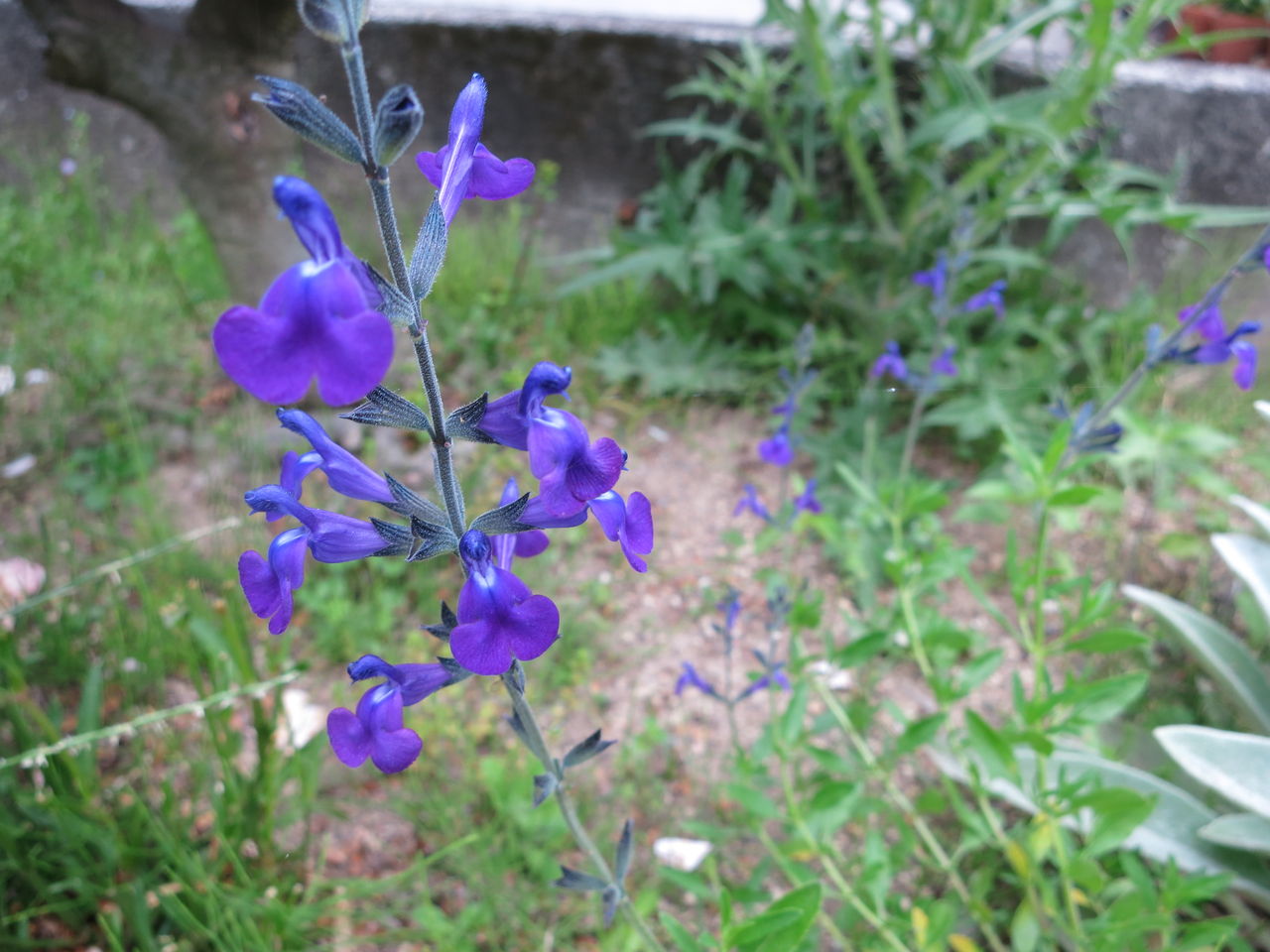 ホノルルとナエマとチェリーセージブルー ミセスケイの薔薇コラム