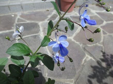 ブルーウイング ダブル咲きコスモスなど ミセスケイの薔薇コラム