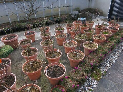 鉢バラの剪定 カイウの剪定など ミセスケイの薔薇コラム