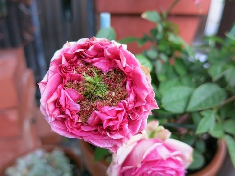 バラにとまった動かぬ蜂 ミセスケイの薔薇コラム