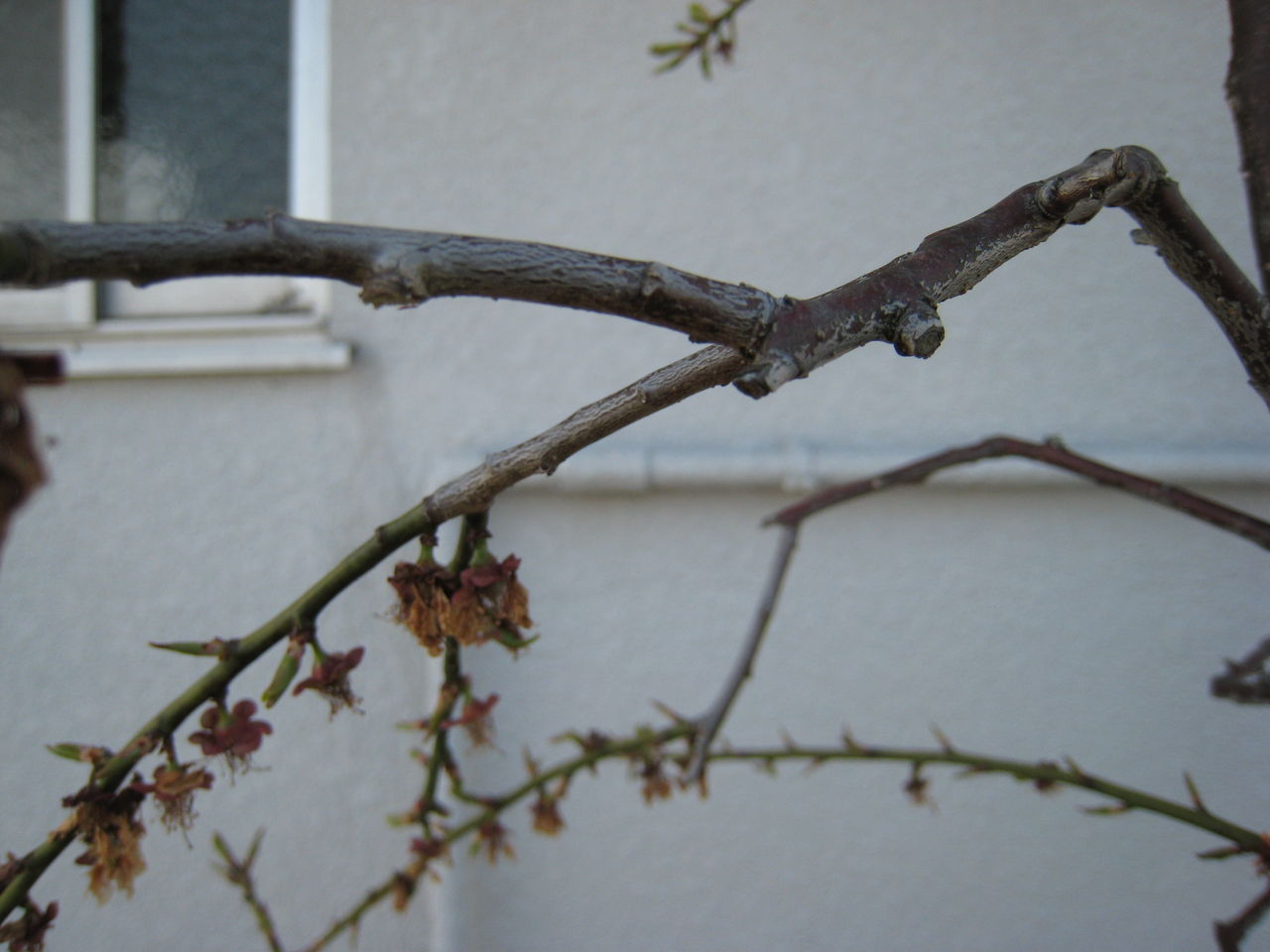 枝垂れ梅の剪定しました ミセスケイの薔薇コラム