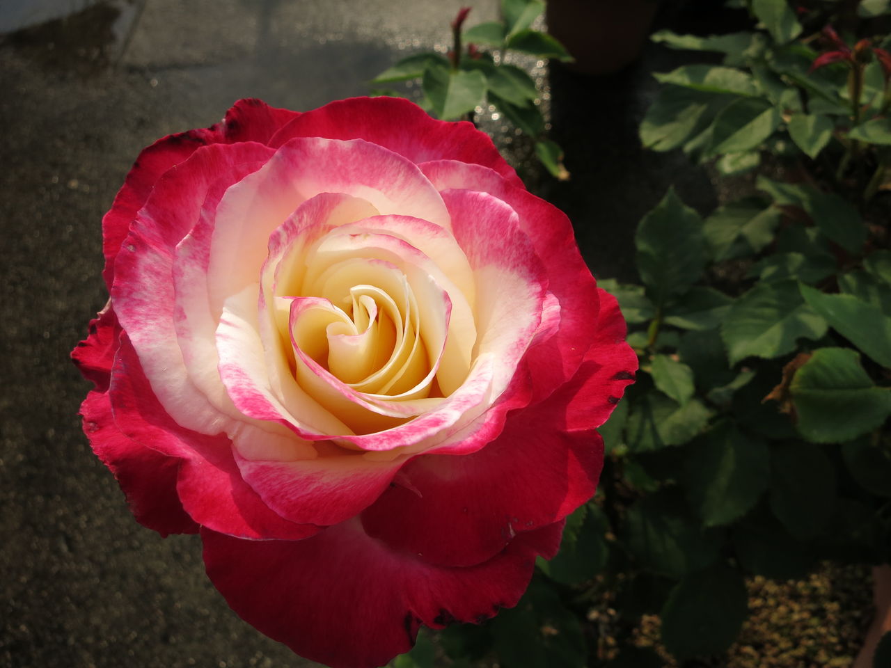 ジャクリーヌデュプレ ダブルデライトがきれいに咲きました ミセスケイの薔薇コラム ジャクリーヌデュプレ ダブルデライトがきれいに咲きました ミセスケイの薔薇コラム
