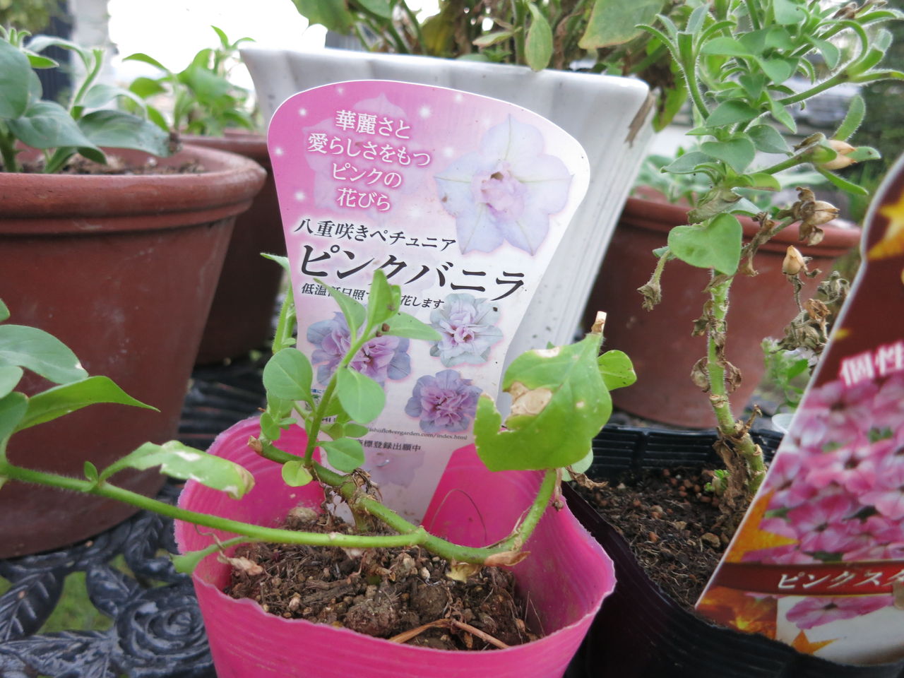 見切り品買いました ミセスケイの薔薇コラム 見切り品買いました ミセスケイの薔薇コラム