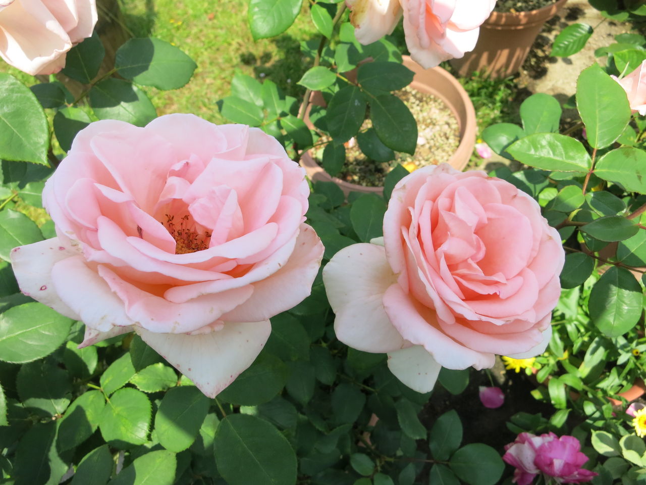 サマーレディ ナエマ シャリファアスマ シェアマジックなど ミセスケイの薔薇コラム