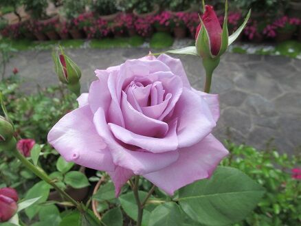ブルームーン プリンセスドゥモナコなど ミセスケイの薔薇コラム