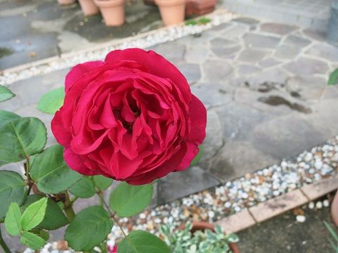 IMG_8702