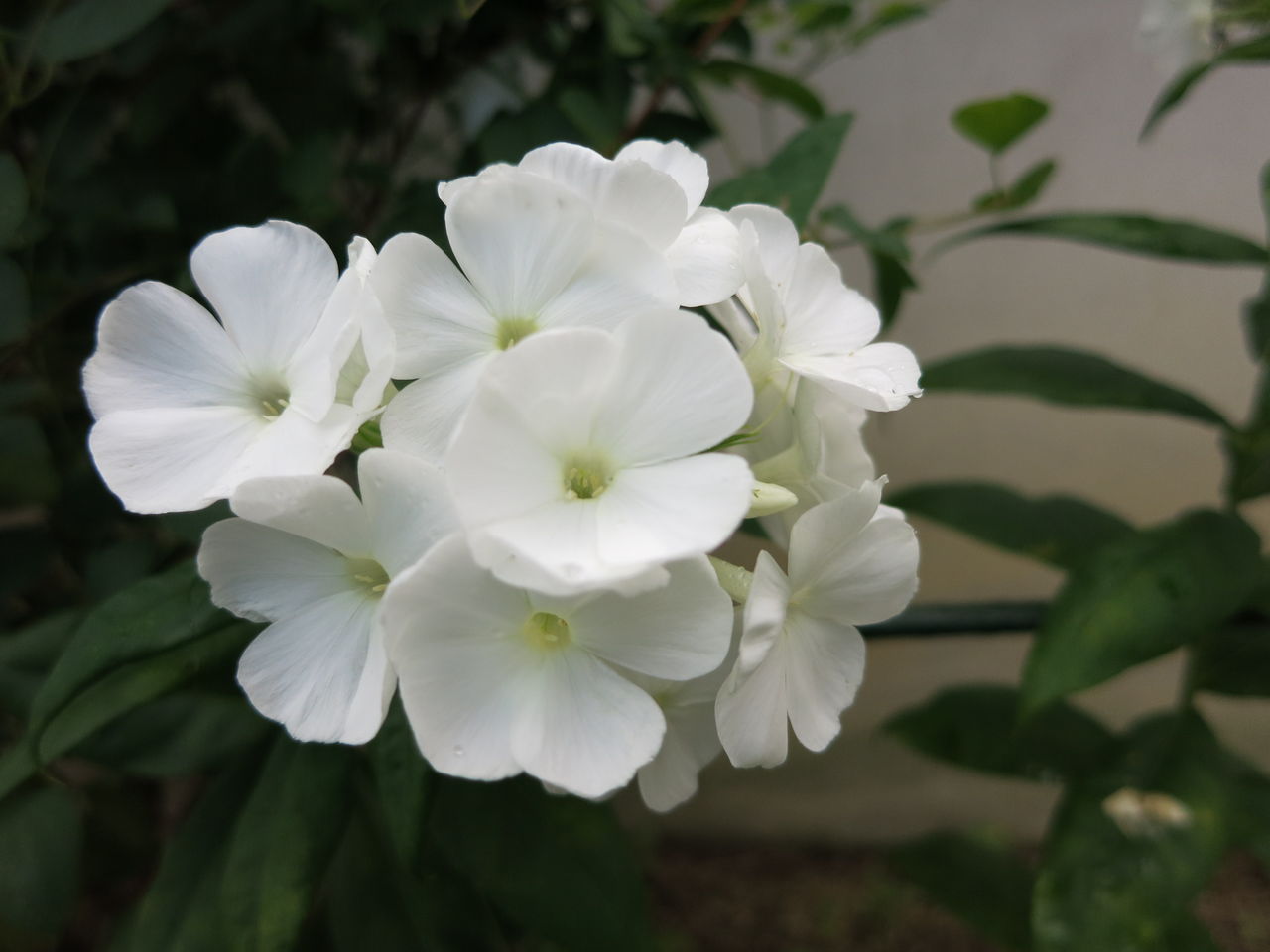 庭に咲くいろんな花 ミセスケイの薔薇コラム 庭に咲くいろんな花 ミセスケイの薔薇コラム