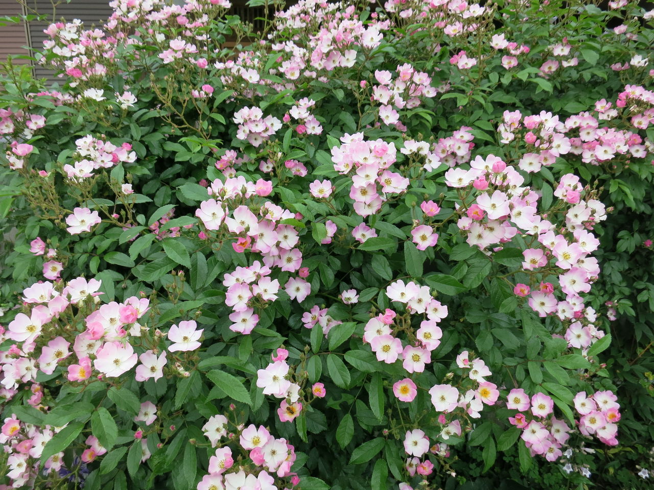 つるバラの剪定 誘引の続き ミセスケイの薔薇コラム つるバラの剪定 誘引の続き ミセスケイの薔薇コラム